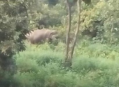 Corbett Elephant Safari Tour