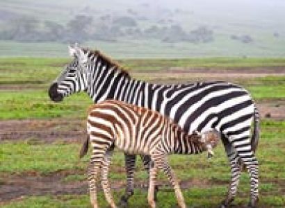 4Days Safari And 4Days Zanzibar Beach Holiday (8 Days Package)