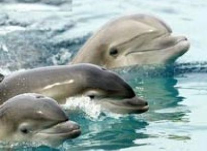 Dolphin Tour Package