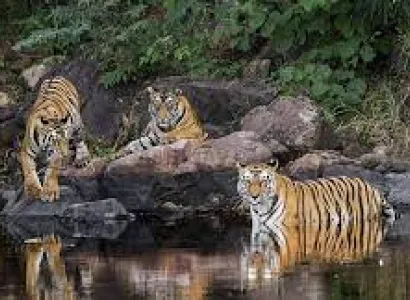6 Nights 7 Days Madhya Pradesh Wildlife - Panna - Bandhavgarh - Kanha