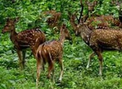 Short Escape to Periyar Tour