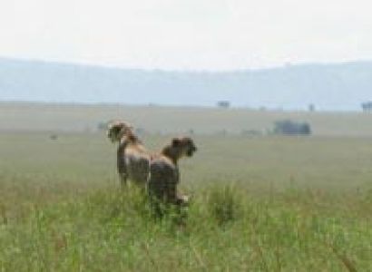 Day Tour Arusha National Park Tour