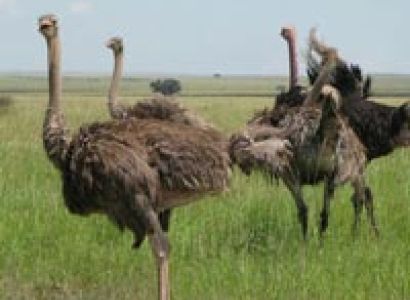 4-Day Tarangire, Ngorongoro Crater, Serengeti Tour