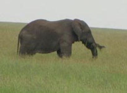 6-Day Lake Manyara, Tarangire, Serengeti and Ngorongoro Tour