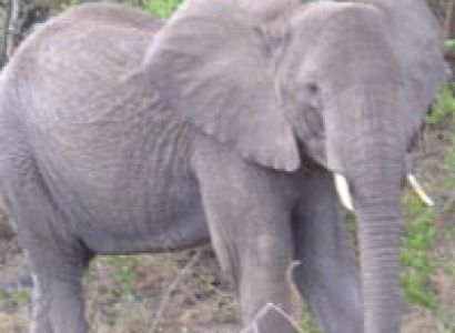 5-Day Lake Manyara, Tarangire, Ngorongoro, and Serengeti Tour