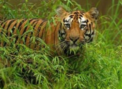 Maharashtra Wildlife Tour