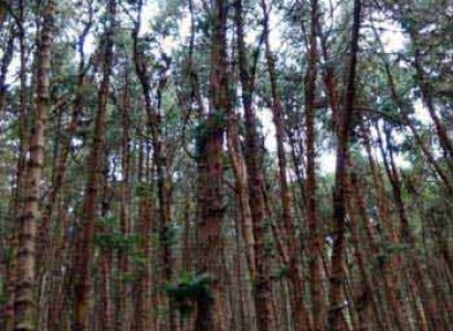 Kodaikanal Vip Forest Tour