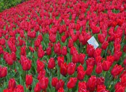 KODAIKANAL VALLEY TOUR