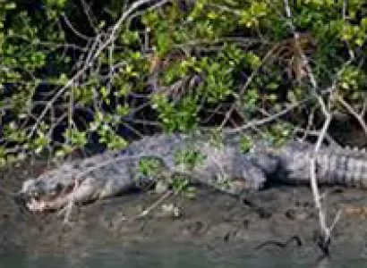 Tadoba Nagzira and Pench National Park Tour