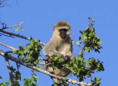 3Days 2Nights At Selous Game Reserve Tour