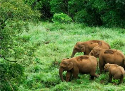 Fascinating Kerala Tour