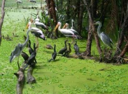 Kochi - Munnar - Kumarakom - Mararikulam - Kochi Tour