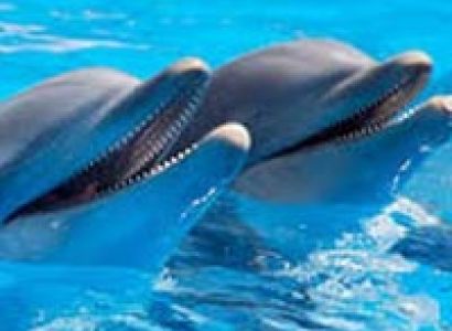 Majestic Dubai  Tour