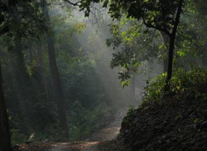 1 Night Package Holiday Forest