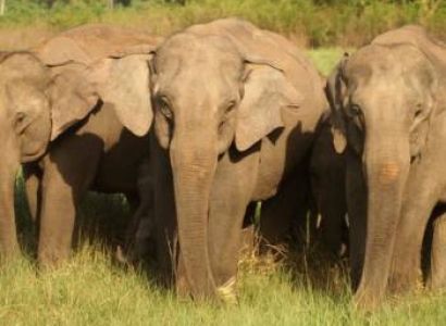 Delhi Corbett Nainital 2 Night Package