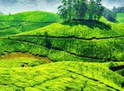 Honey moon plan Tour Tour Package Kochi - Munnar - Alleppey - Kochi Days