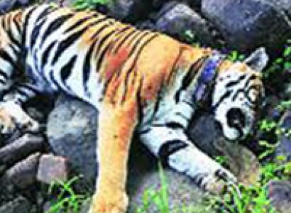 Panna National Park Tour Package