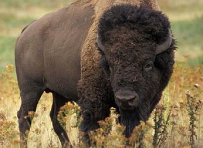 Indravati National Park Tour