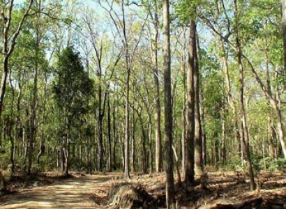 Achanakmar Wildlife Sanctuary Tour