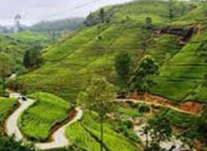 Sri Lankan Spice Tour