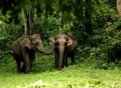 Wayanad & Kabini from Bangalore Tour