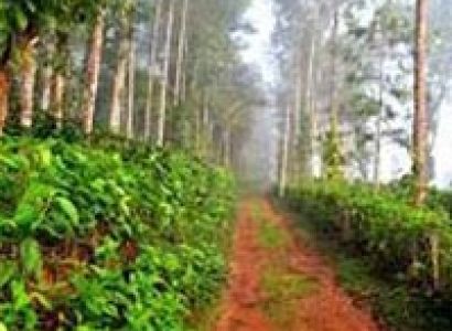 Bangalore-Madikeri  Spices Special Tour