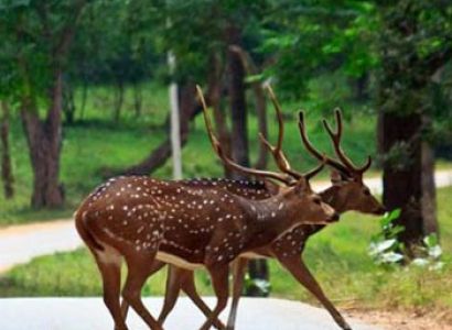 Bangalore-Coorg-Ooty-Kodai  hills station Special Tour