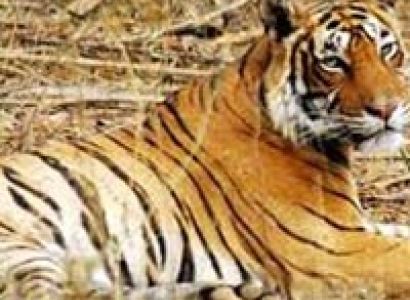 Ranthambore Camping Tour Package