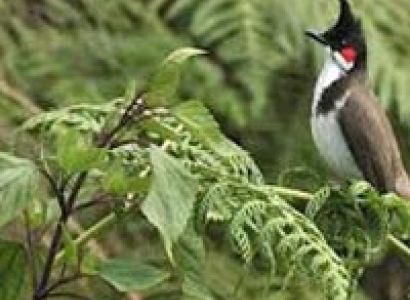 Andaman Tour Packages