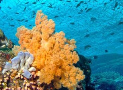Exotic Andaman Island Tour