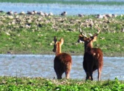 Guwahati, Shillong, Kaziranga Tour