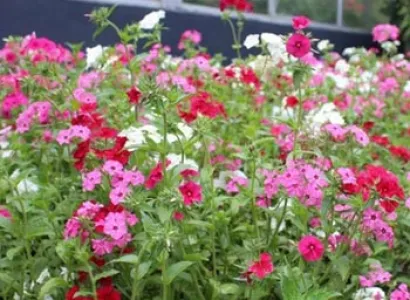 Maldives and Sri Lanka Tour