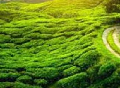 Mesmerizing Darjeeling Gangtok Tour