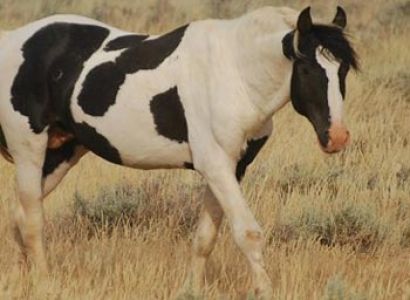 7 Days - Wonders of Yellowstone Package