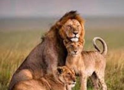 Wildlife Tour of Kenya