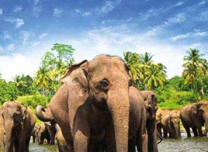 Exotic Sri Lanka Tour