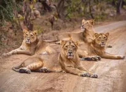Wildlife Tour Packages in India Wildlife Safari in Gujarat Tour