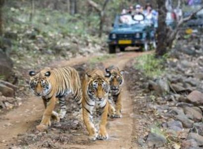 Short Escape to Bandhavgarh Tour