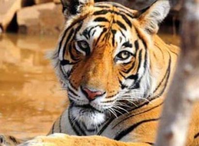 Ranthambhore Tour Package