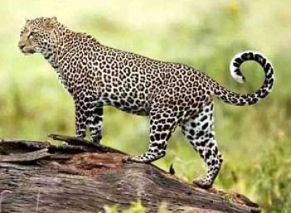 Dandeli Wildlife Sanctuary 2 Nights & 3 Days Tour