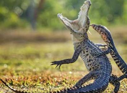 Dandeli Wildlife Trip Package