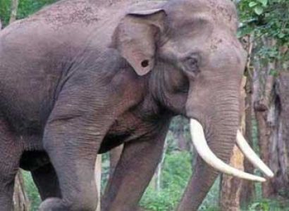 Adventures Night Out Camp - Dandeli Tour