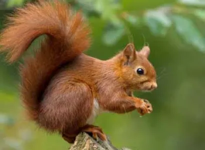 Squirell Jungle Stay - Dandeli Tour