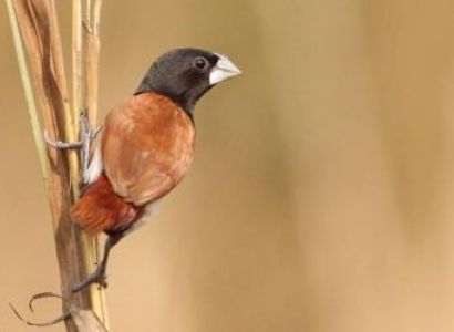 Birdwatch Special Dhampur Tour