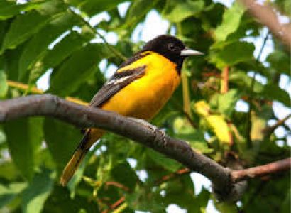 Adventure Village Humarmala Tour