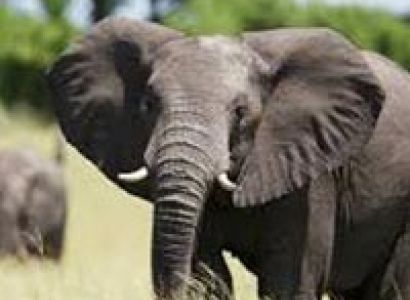 Yankari Game Reserve Tour