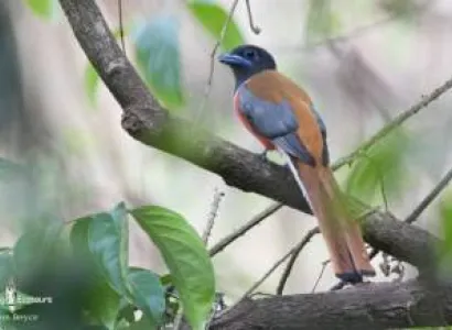 Birding Tour: Eaglenest Wildlife Sanctuary and Kaziranga National Park Package