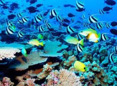 South to North Andaman Tour