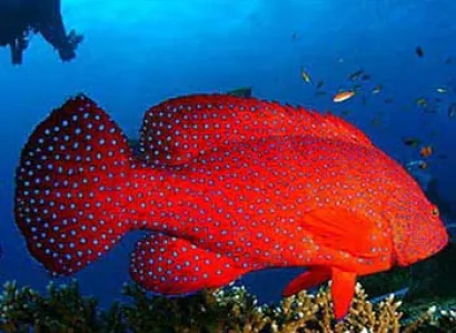 Amazing Andaman Package