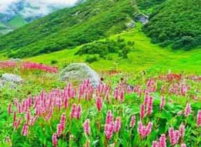 Valley Of Flowers ! 07 Nights/ 08 Days Tour